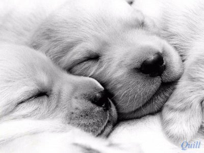 cagnolini, dormire, teneri, coccole