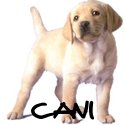 Immagini, foto e cartoline dei cani e cuccioli pi belli della rete