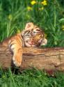 tigre,cucciolo, relax