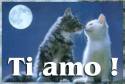 gatti che si amano