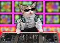 gatto dj