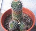 piante,divertente,cactus,